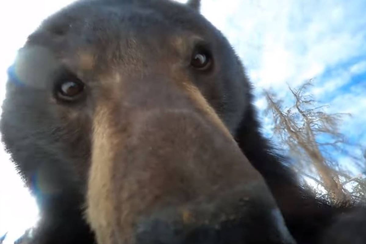 Un hombre recuperó su cámara GoPro perdida en un bosque de Laramie, Estados Unidos, y se encontró con que un personaje especial había utilizado el dispositivo para hacer unas tomas involuntarias pero sorprendentes