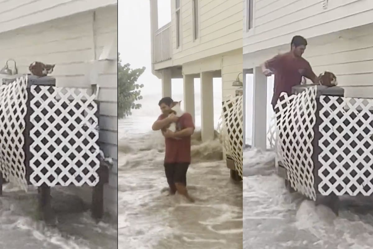 Un hombre rescató a un gato en medio del peligro por el huracán Ian en Florida