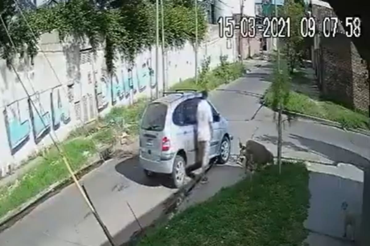 Un hombre robó una oveja y, horas más tarde, la devolvió a sus dueños