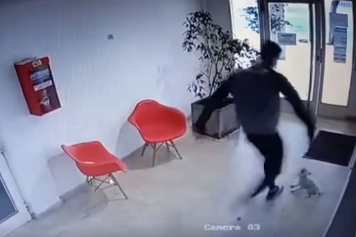Un hombre sacó a patadas a un perro caniche de un edificio en La Plata