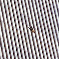 El fotógrafo de una imagen icónica del 11-S: “Nunca olvido el ruido del impacto de los cuerpos contra el suelo”
