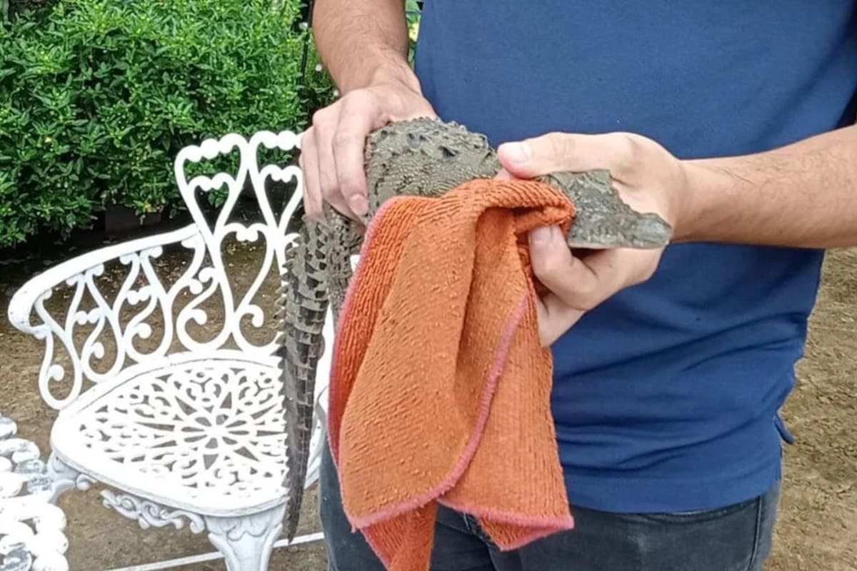 Un hombre se encontró con una pequeña cría de cocodrilo
