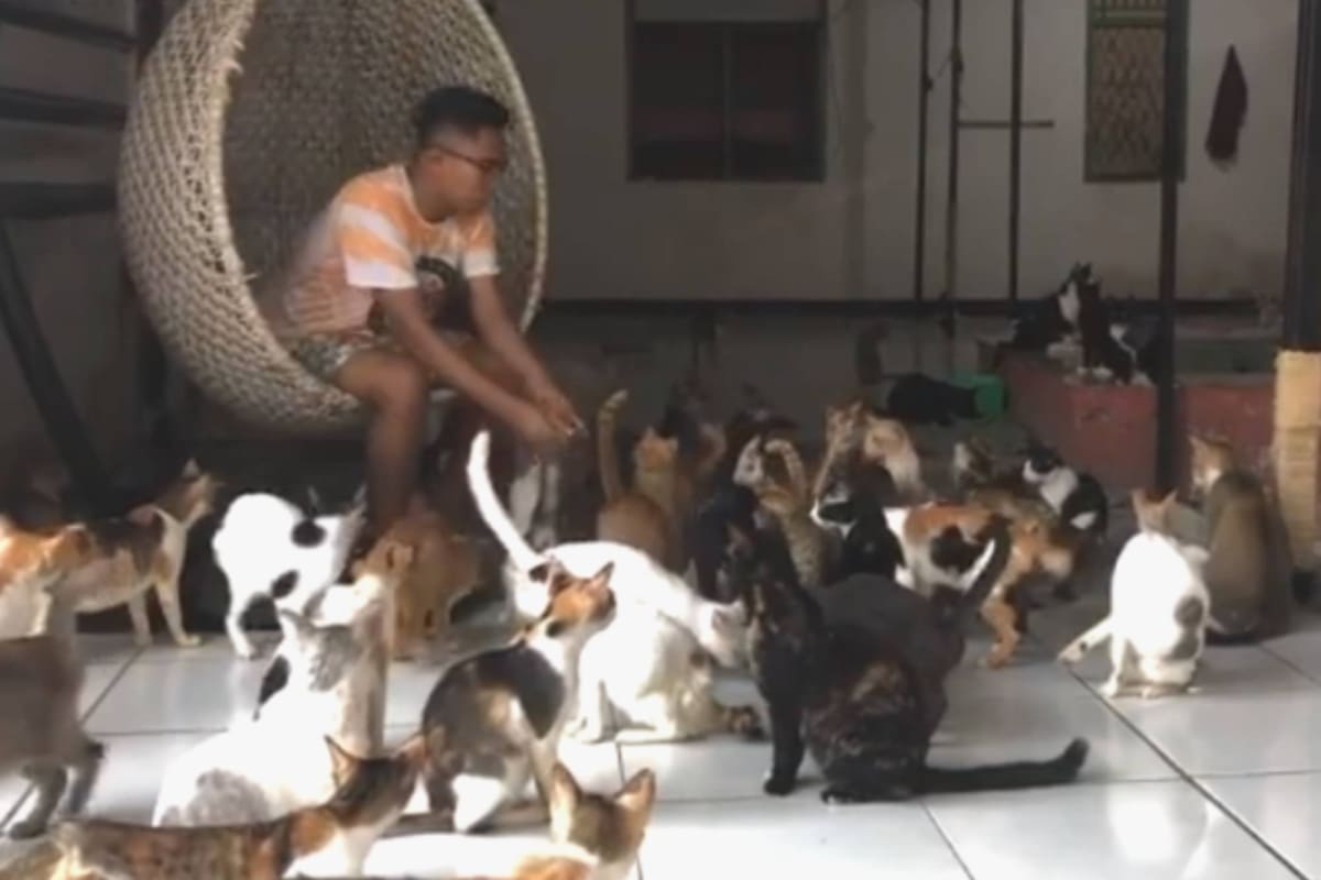 Un hombre se hizo cargo de 480 gatos que rescató de la calle y conmovió a todos