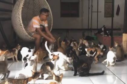 Un hombre se hizo cargo de 480 gatos que rescató de la calle y conmovió a todos