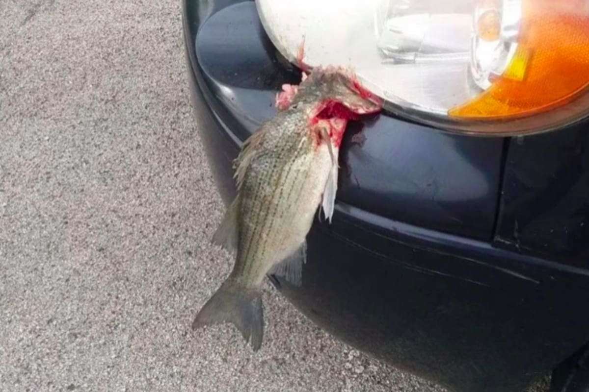 Un hombre vio caer un pescado desde el cielo encima de su camioneta y ahora, especialistas en fauna explicaron cómo pudo haber ocurrido