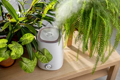 Um umidificador doméstico pode ser uma das formas de ajudar as plantas domésticas com o calor e a falta de umidade do ambiente.