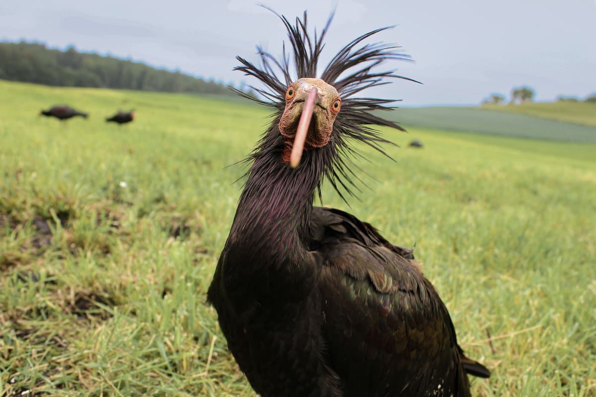 Un ibis eremita adulto, una especie catalogada en peligro de extinción, en una imagen tomada durante los trabajos de seguimiento del programa de reintroducción