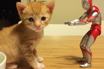 Un ilustrador japonés rescató a un gatito de la calle y, a pesar de los presagios, pudo salvarlo con la ayuda de un insólito objeto