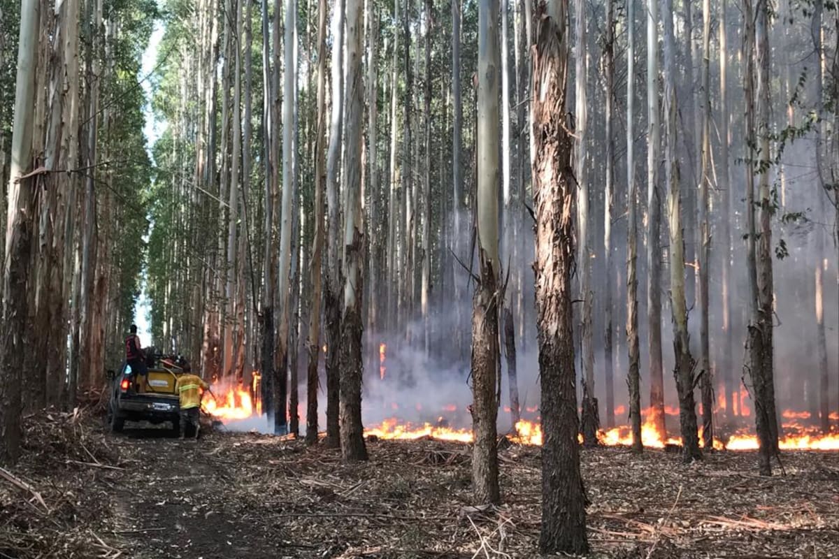Un incendio en la zona de Berduc, cerca del Parque Nacional Palmar