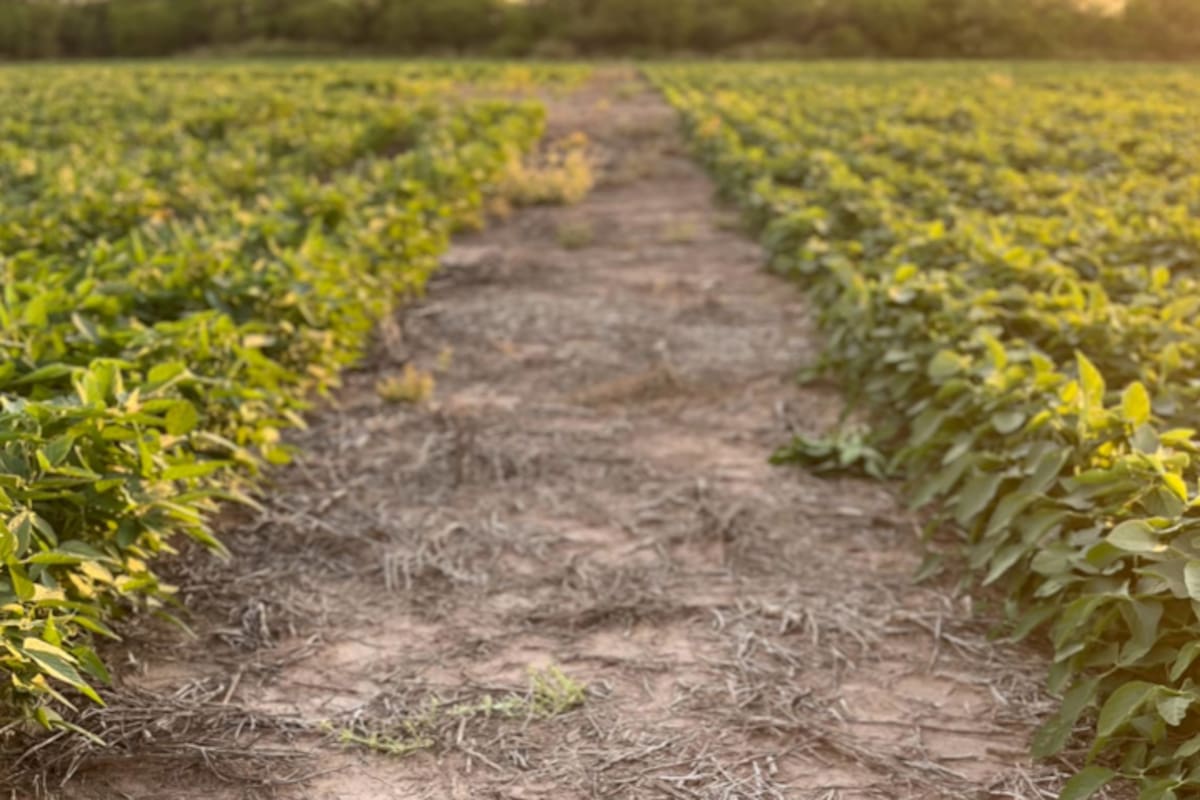 Un informe de la Bolsa de Comercio de Rosario indica que el fenómeno muestra una tendencia hacia la neutralidad y no tendría una influencia marcada sobre las lluvias de enero y febrero.