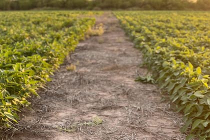 Un informe de la Bolsa de Comercio de Rosario indica que el fenómeno muestra una tendencia hacia la neutralidad y no tendría una influencia marcada sobre las lluvias de enero y febrero.
