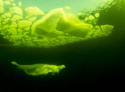 Un informe de la Universidad de Columbia advierte que el océano Ártico y sus costas albergan miles de millones de dólares en reservas de petróleo y depósitos minerales como níquel y cobre