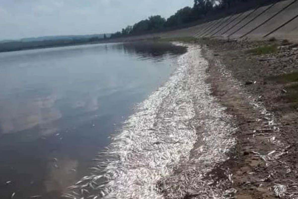 Un informe oficial confirmó que miles de peces murieron por el calor del agua