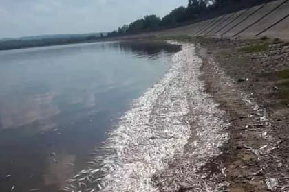 Un informe oficial confirmó que miles de peces murieron por el calor del agua