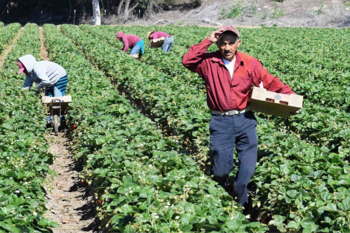Un informe oficial revela en qué sectores se concentra la mayor cantidad de empleados nacidos fuera del país y qué diferencias salariales persisten con los trabajadores nativos