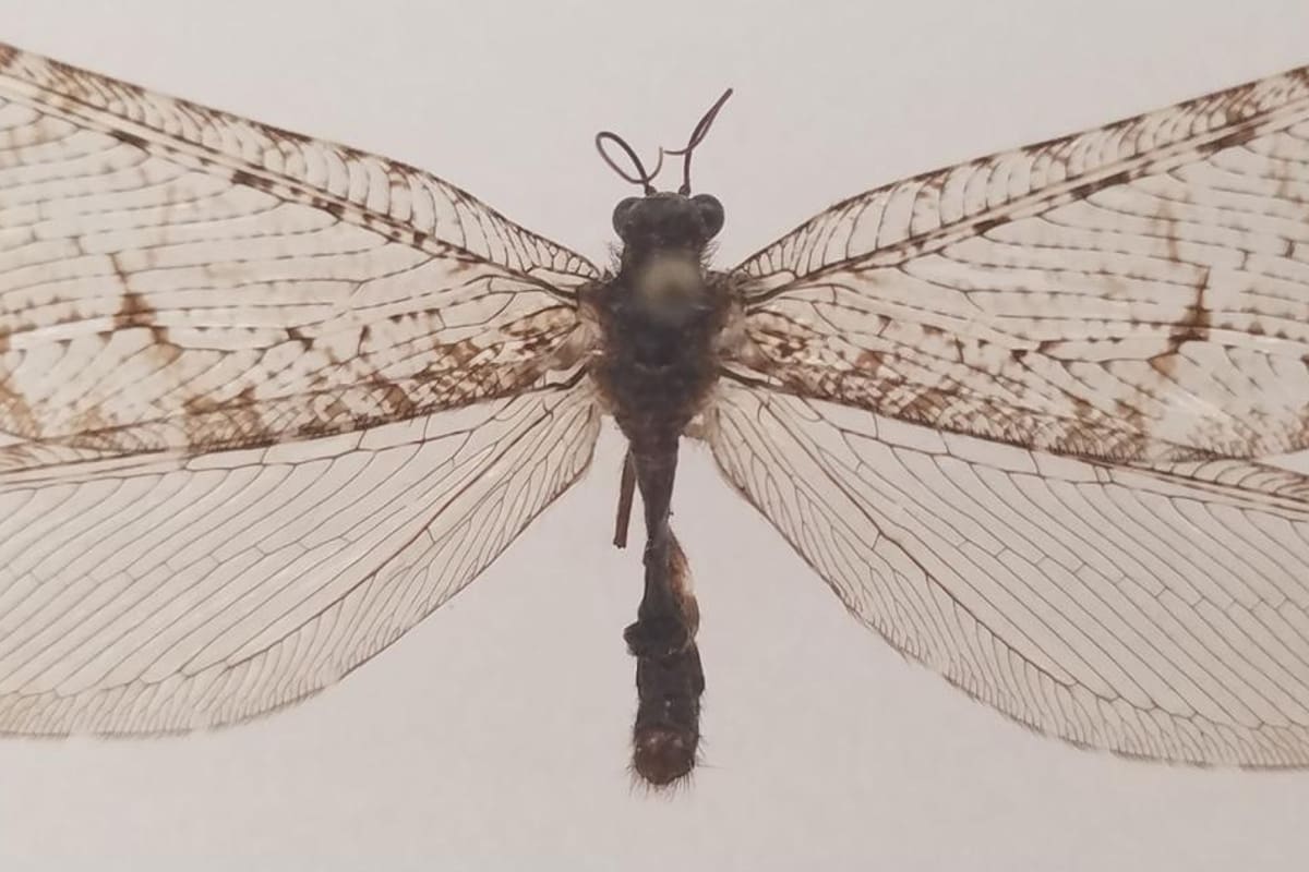 Un insecto gigante de la era de los dinosarios fue redescubierto a las afueras de un supermercado.