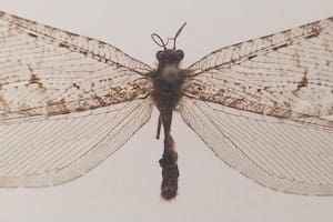 Un insecto gigante de la era de los dinosarios fue redescubierto a las afueras de un supermercado.