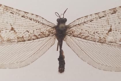 Un insecto gigante de la era de los dinosarios fue redescubierto a las afueras de un supermercado.