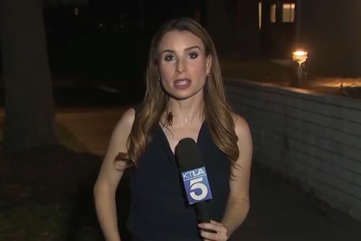 Un insecto irrumpió en la transmisión en vivo de la periodista de KTLA Rachel Menitoff