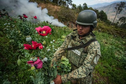 Un integrante del Ejército Mexicano en un operativo de destrucción de cultivos de amapola, en San Miguel Totolapan, el 14 de febrero de 2025