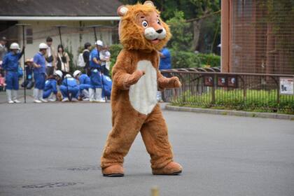 Un integrante del equipo de prevención del zoológico Tobe se disfrazó de león y la cobertura periodística se convirtió en un video viral en Twitter