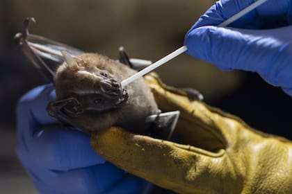 Un investigador del Instituto Fiocruz estatal de Brasil toma una muestra de un murciélago capturado en el Bosque Atlántico, en el parque estatal Pedra Branca, cerca de Río de Janeiro