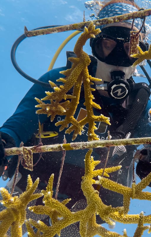Un investigador limpia algas y sedimentos de una estructura de vivero de coral