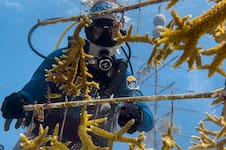 Del vivero al arrecife: cómo recuperan los corales en Florida