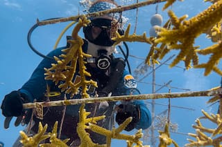 Del vivero al arrecife: cómo recuperan los corales en Florida