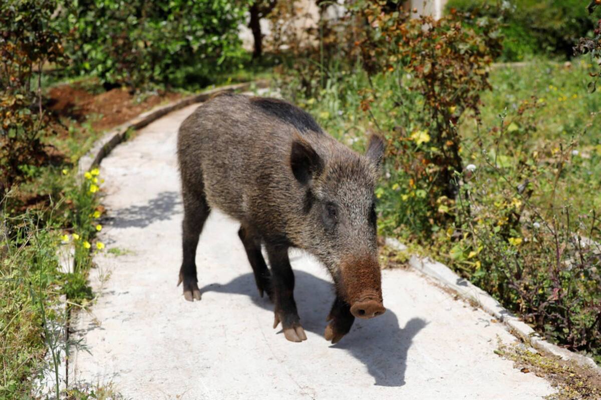 Un jabalí de casi 200 kilos irrumpió en un comercio en China y se volvió viral en las redes sociales