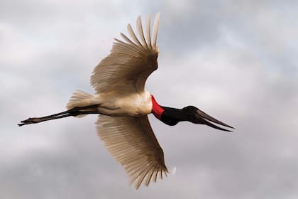 Un jabirú en pleno vuelo sobre las aguas del bañado.