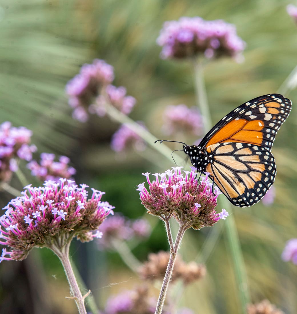 Un jardín de mariposas es una pequeña reserva de biodiversidad en la que cada planta cumple una función específica