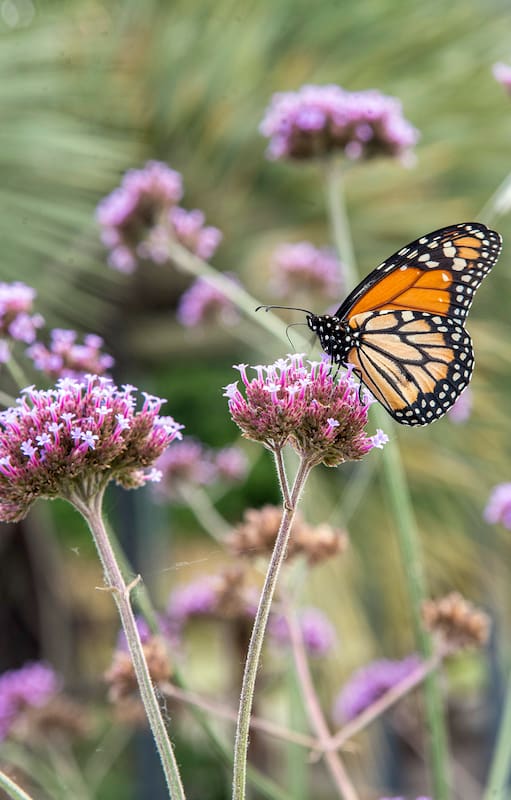 Un jardín de mariposas es una pequeña reserva de biodiversidad en la que cada planta cumple una función específica