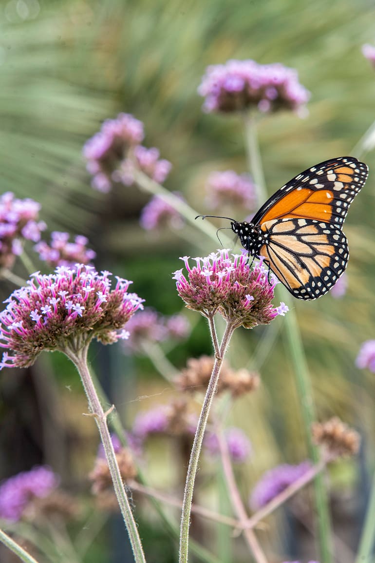Un jardín de mariposas es una pequeña reserva de biodiversidad en la que cada planta cumple una función específica