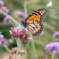 Qué tiene que tener un jardín para llenarse de mariposas año tras año