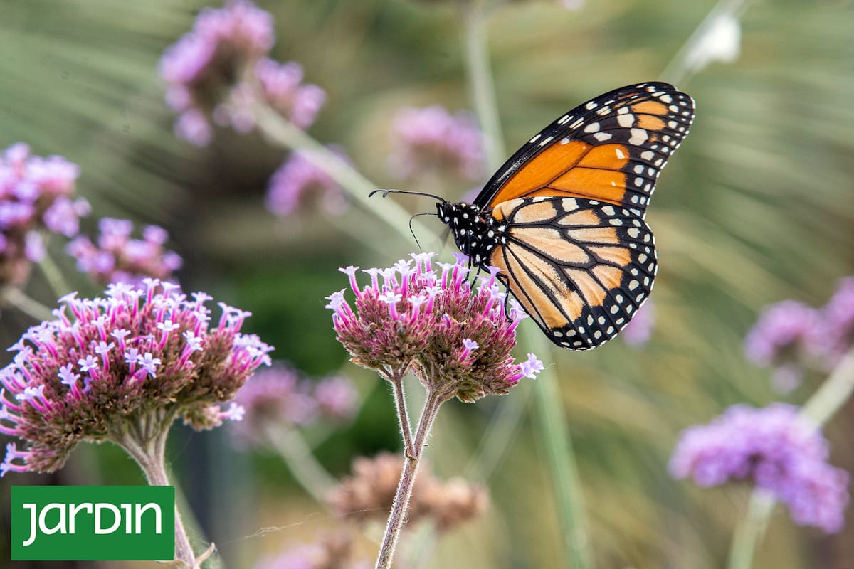 Un jardín de mariposas es una pequeña reserva de biodiversidad en la que cada planta cumple una función específica