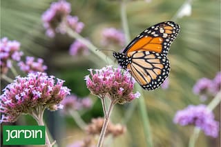 Qué tiene que tener un jardín para llenarse de mariposas año tras año