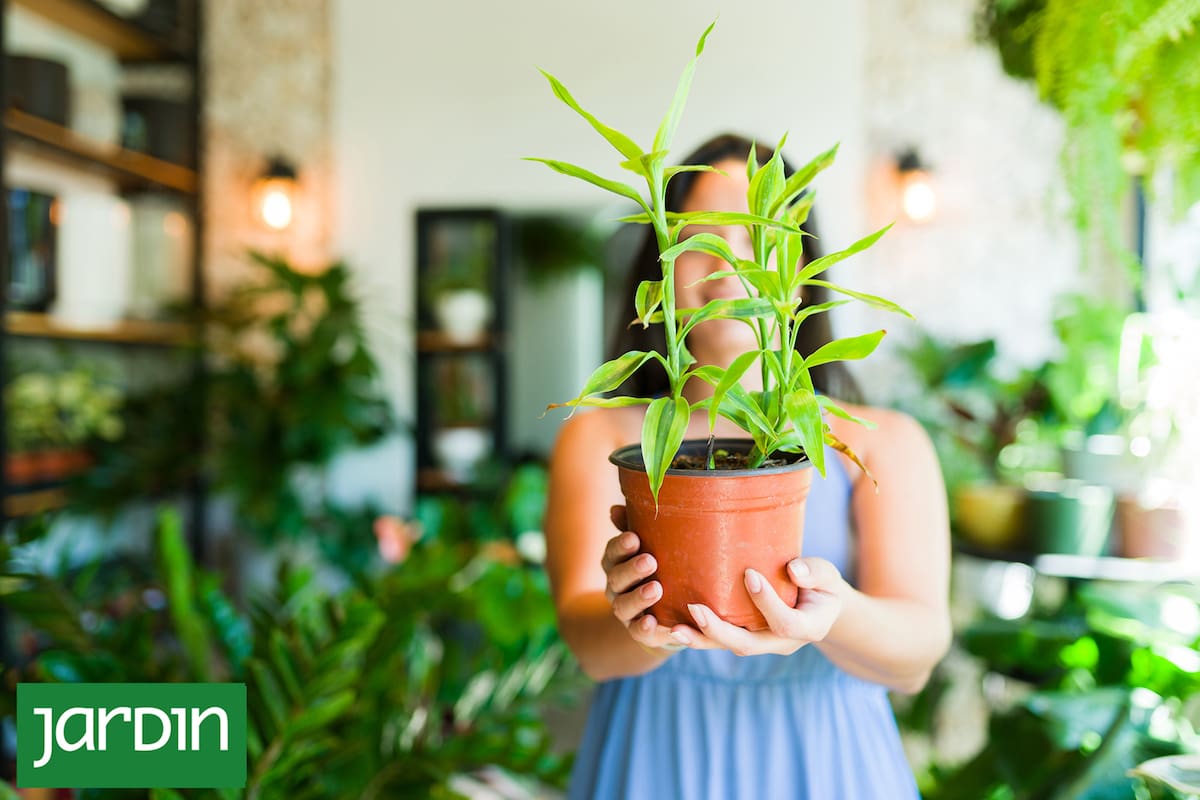 A planta errada: por que às vezes não a escolhemos e como conseguir a combinação perfeita