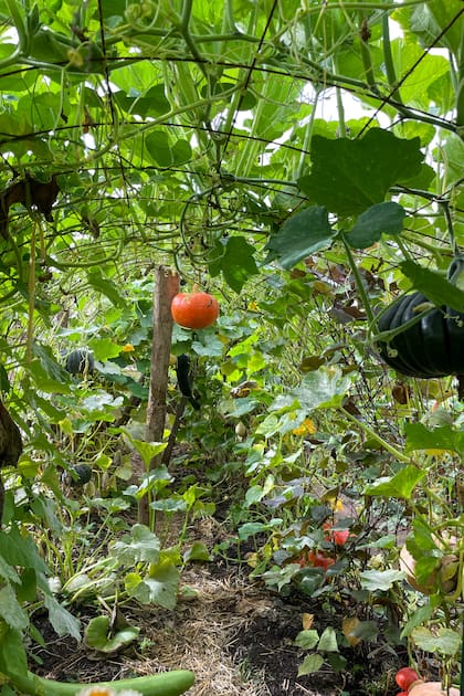 Un jardín rodeado de muros permite al visitante perderse entre caminos de flores y verduras.
