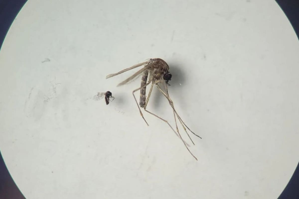 Un jején 'Culicoides paraensis' (el más pequeño en la foto) y un mosquito 'Culex quinquefasciatus' (el más grande en la foto)