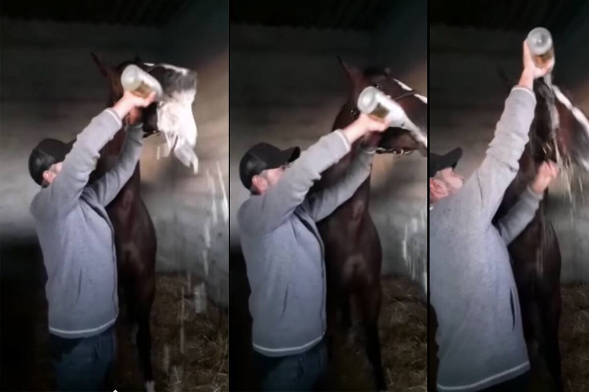 Un jockey obligó a tomar champagne a su caballo tras ganar una carrera