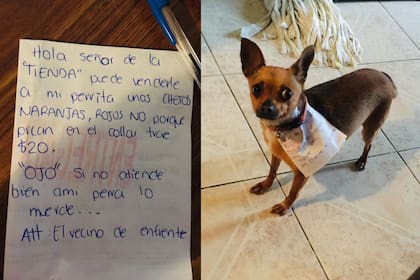 Un joven compartió la ingeniosa manera en que mandó a su perra a comprar comida y se hizo viral