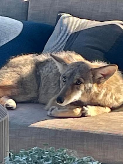 Un joven coyote se metió a una casa para descansar sin preocupación