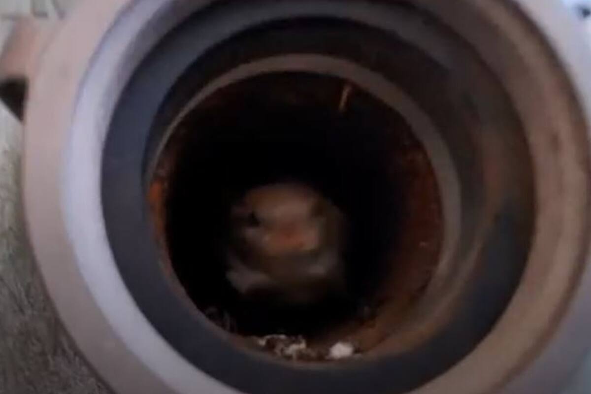 Un joven filmaba el paisaje de Siracusa, en Estados Unidos, y de pronto algo le llamó la atención en el acceso a una cañería enclavada en la pared de un edificio