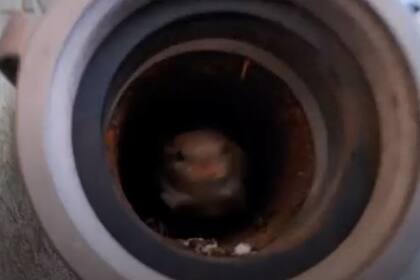 Un joven filmaba el paisaje de Siracusa, en Estados Unidos, y de pronto algo le llamó la atención en el acceso a una cañería enclavada en la pared de un edificio