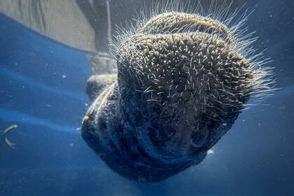 Un joven manatí reaviva la esperanza en Amazonía para esta especie en peligro