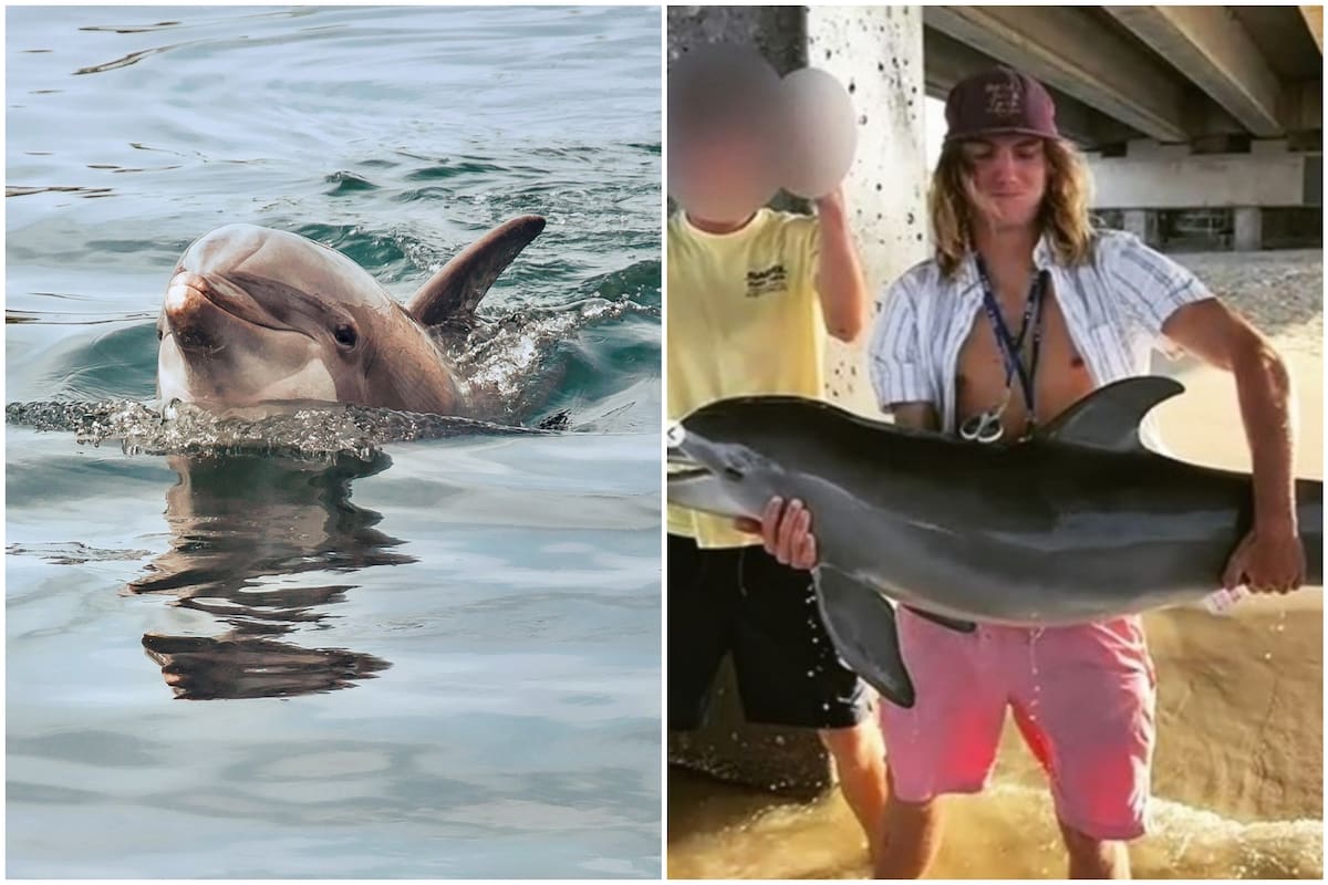Un joven posó con un delfín para una foto de Instagram y desató una fuerte polémica