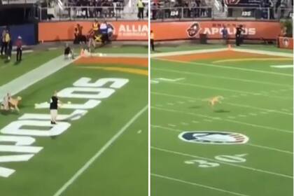 Un jugador del equipo de fútbol americano lanzó el frisbee que alcanzó los 83 metros de largo y el perro lo atrapó