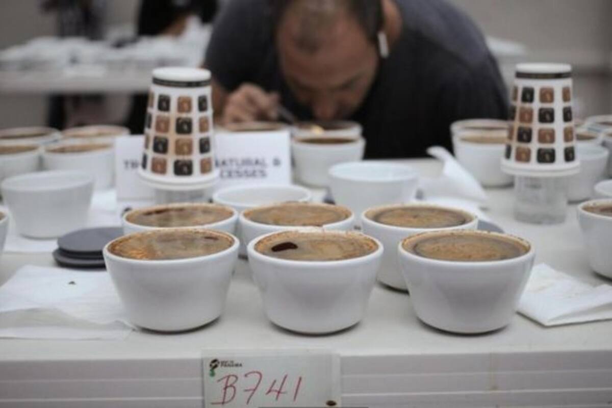 Un jurado examina los cafés participantes en la competencia El Mejor de Panamá