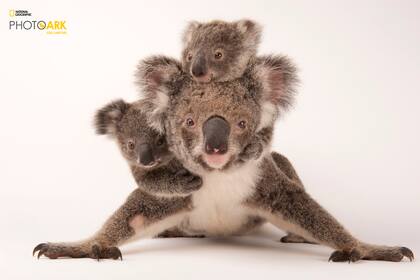 Un koala (Phascolarctos cinereus) con sus crías, en el zoológico hospital de vida salvaje australiano
